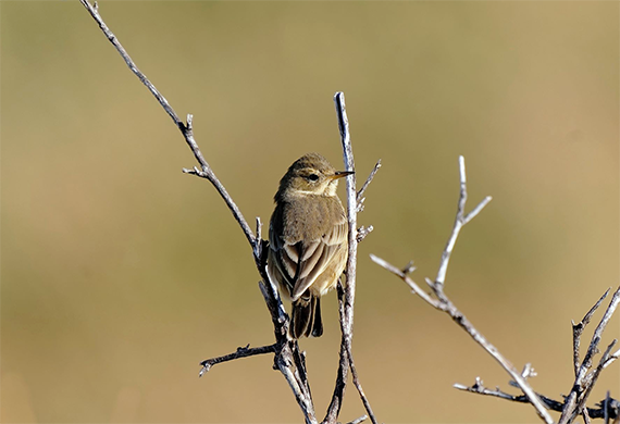American Pipit by Holger Teichmann